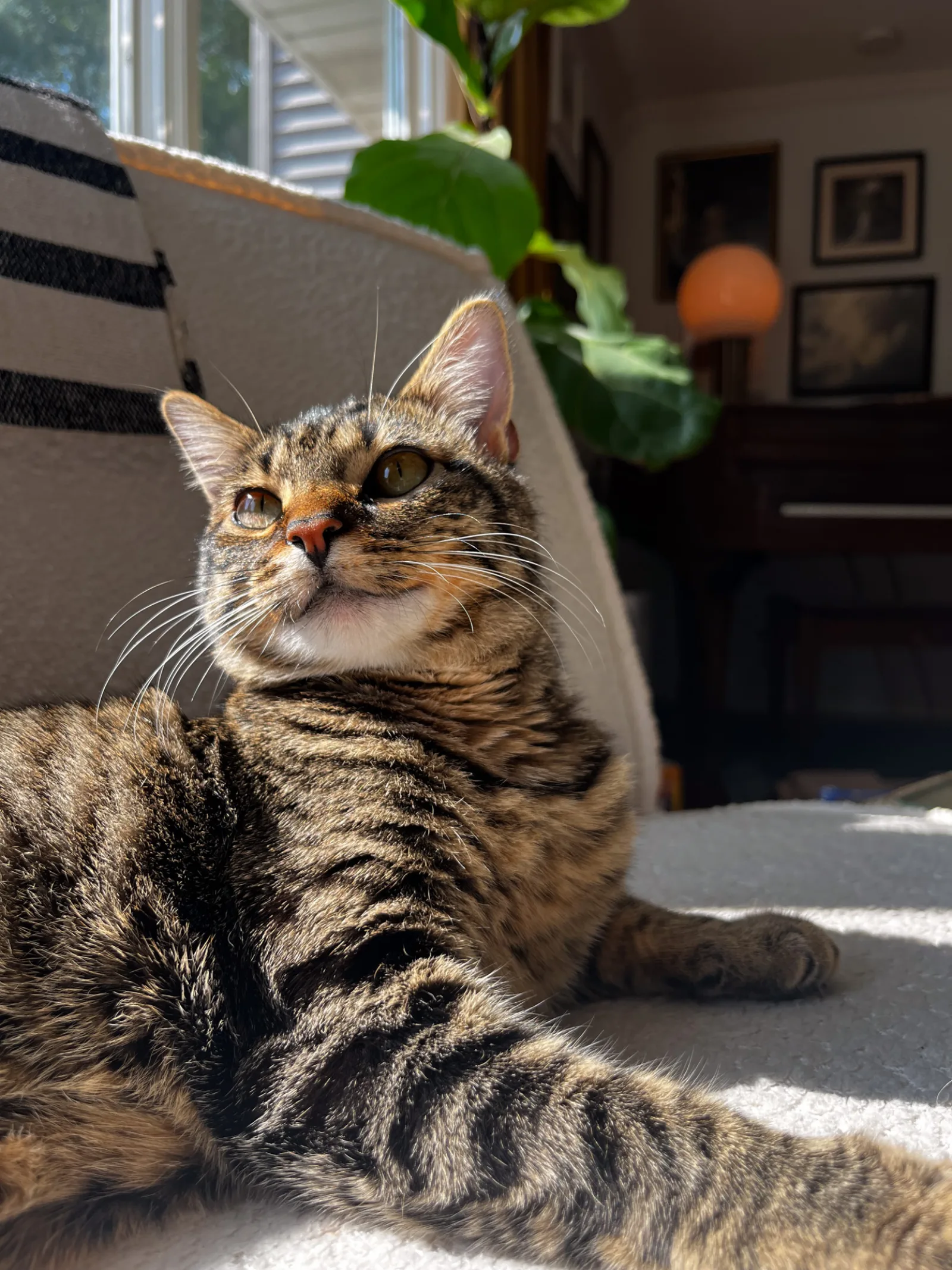A tabby cat lounging on a sunlit porch step