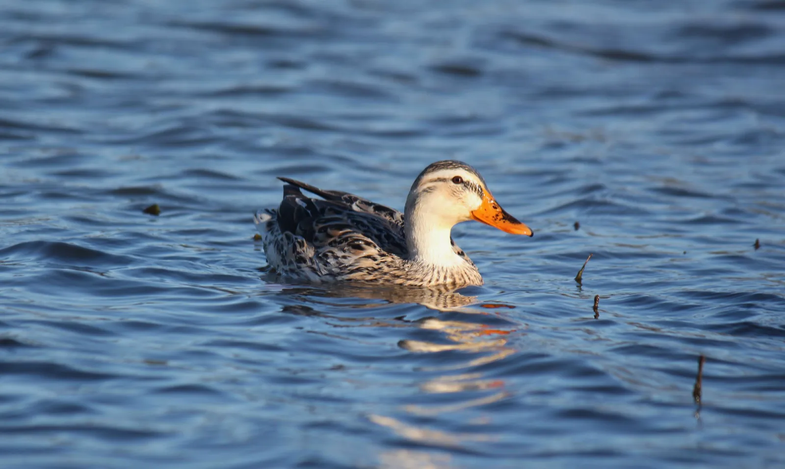 A duck gliding across deep blue water