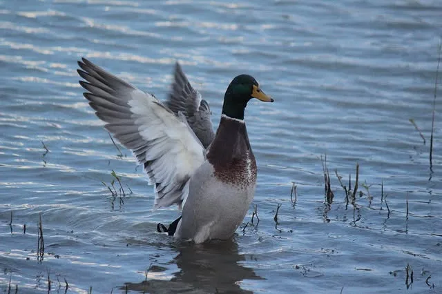 A duck gliding across a calm lake