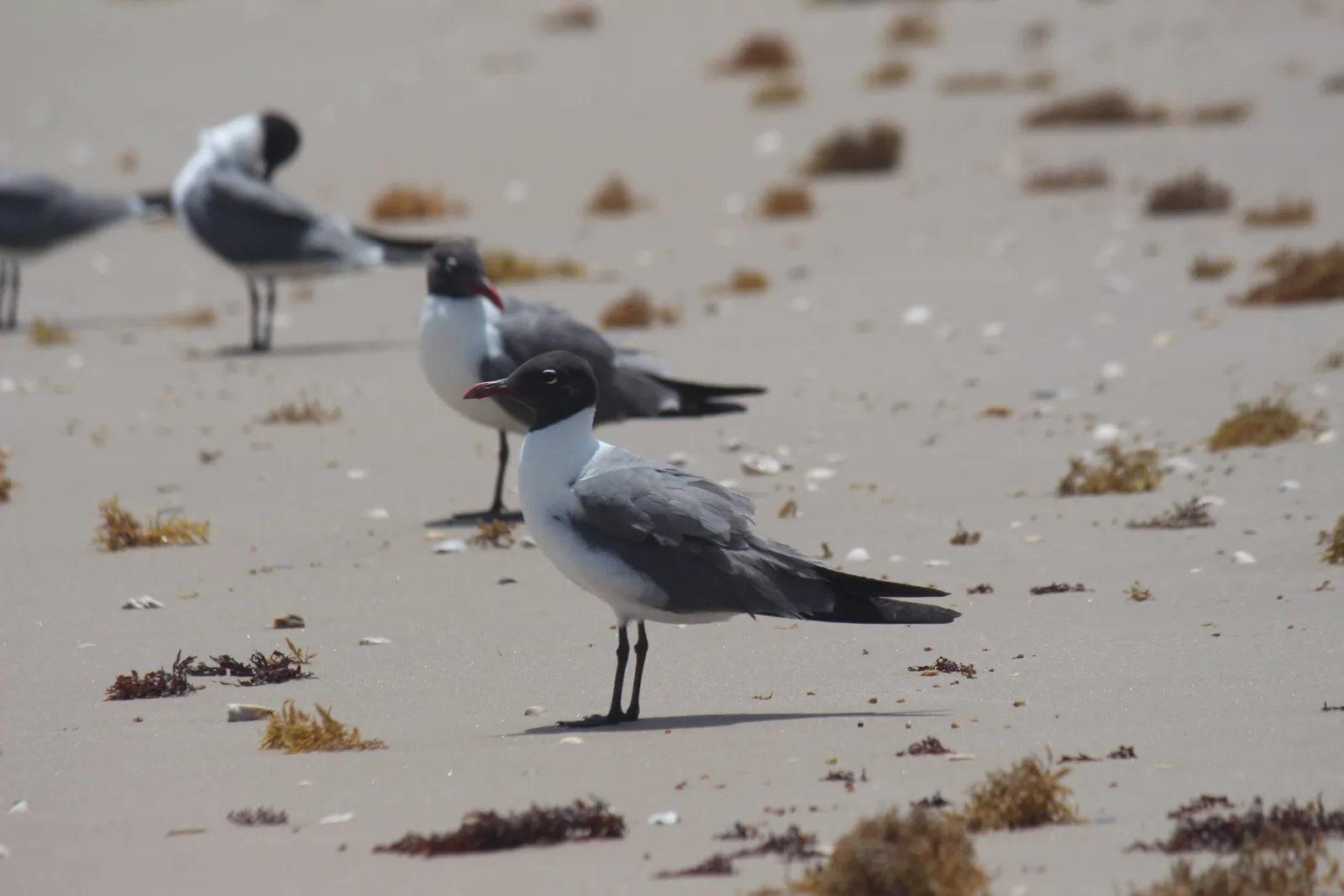 Two gulls standing on a wet tidal flat