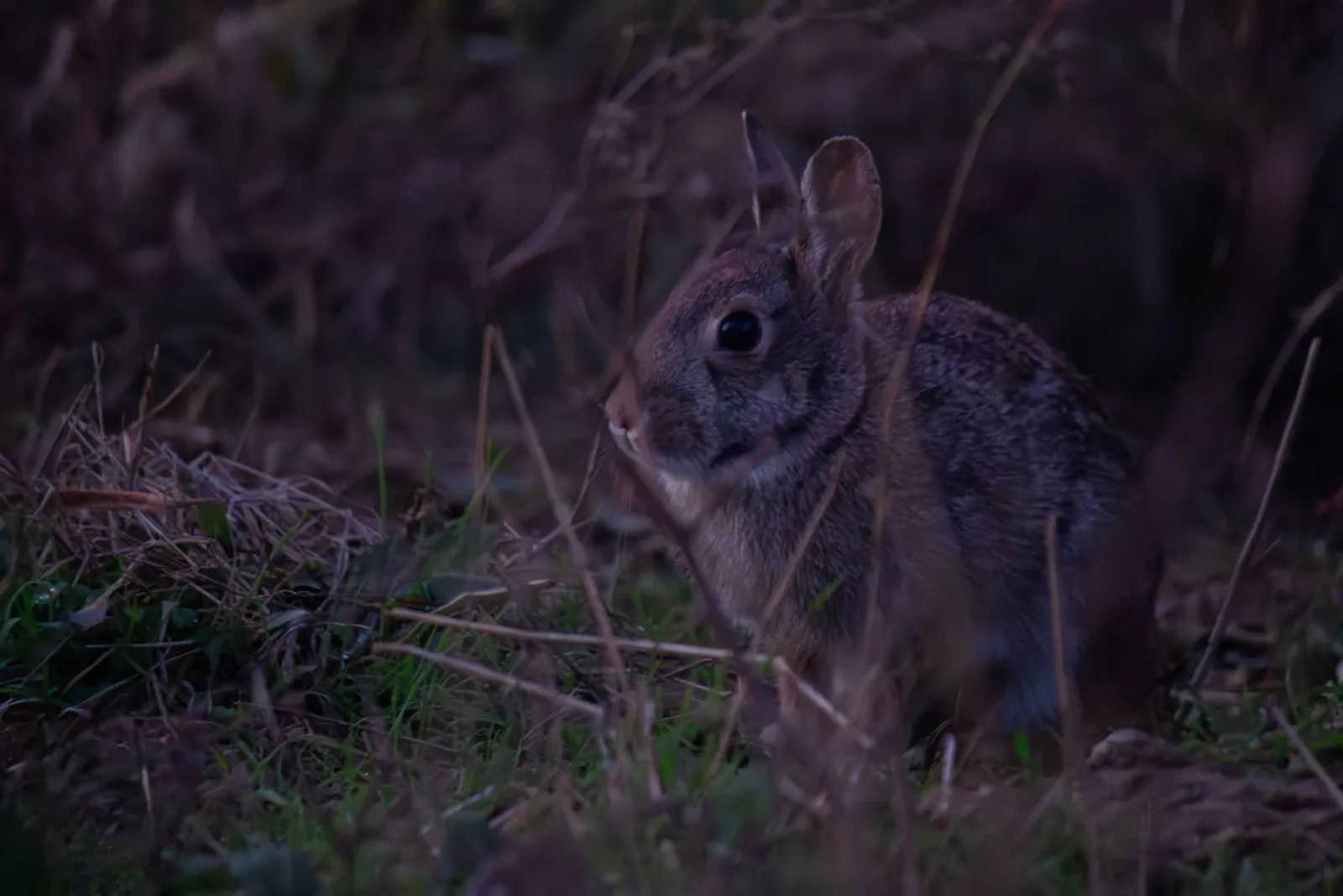 A wild rabbit half-hidden in dark brush