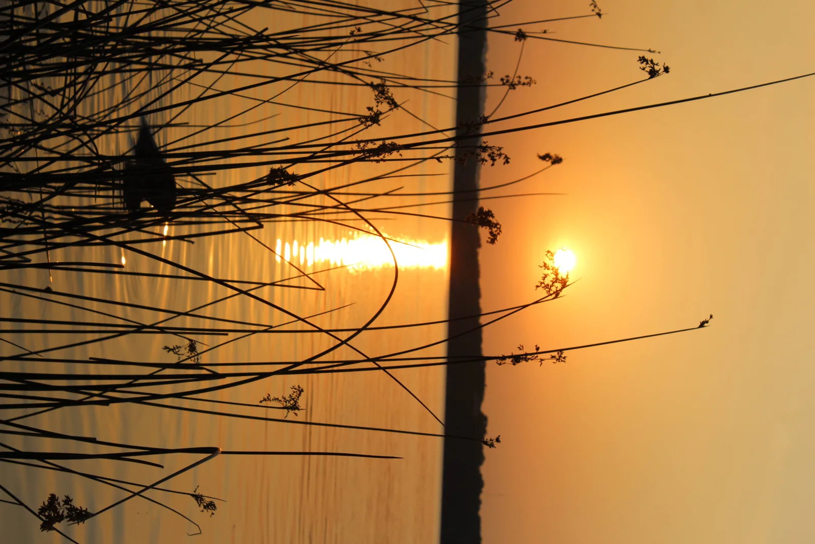 The sun setting low and orange behind a tangle of bare branches